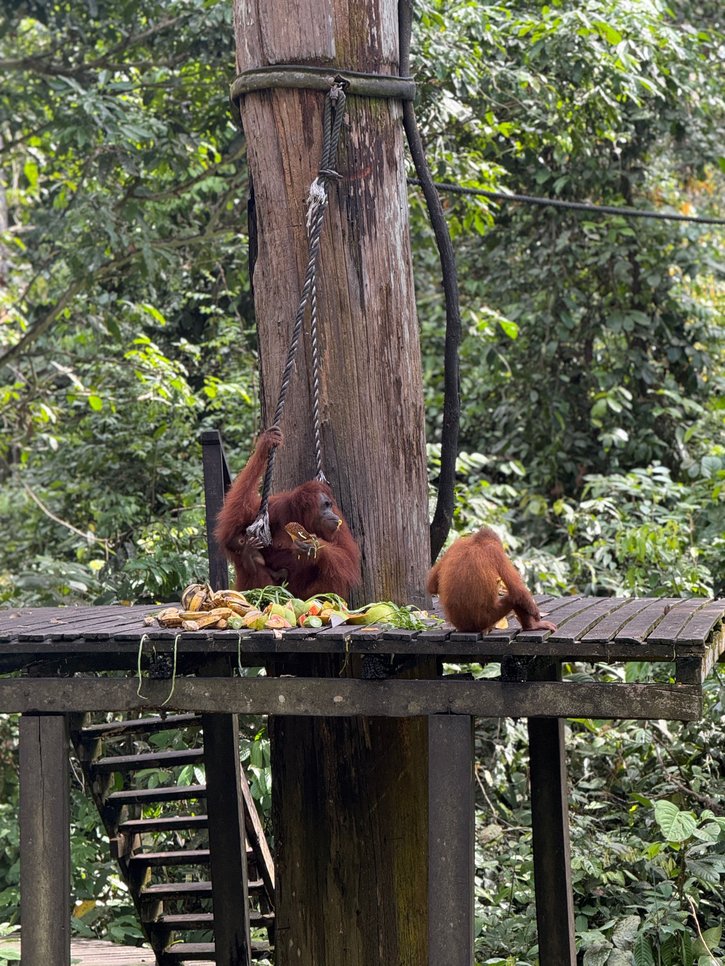 Blog post title image: Borneo